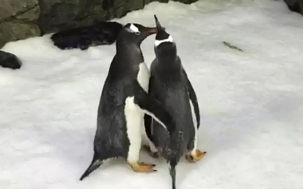 Os pinguins Sphen e Magic desenvolveram uma forte relação e são vistos sempre juntos. (Foto: Sydney Aquarium)